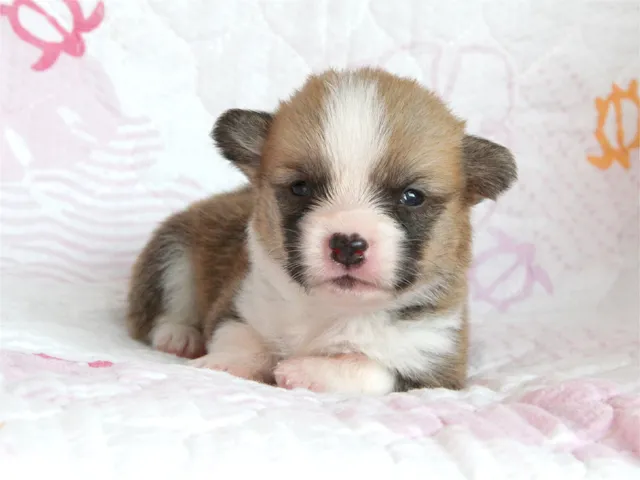 小鉄 様のお迎えした子犬