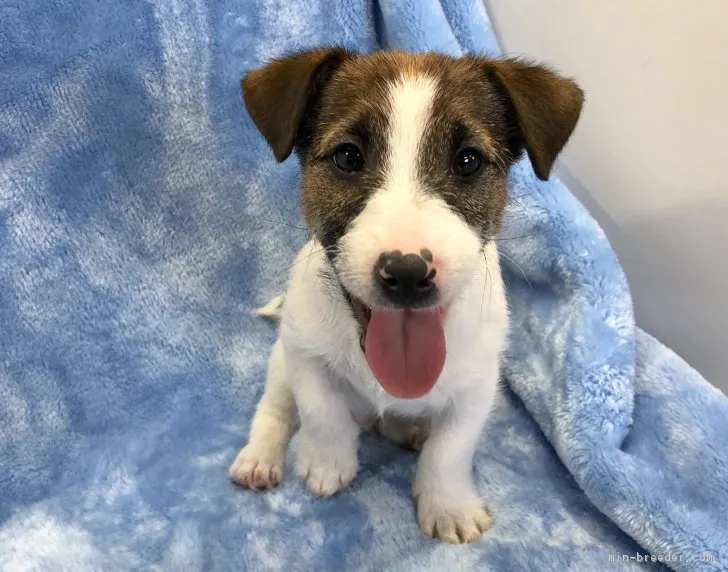 ID:1805-00301の子犬