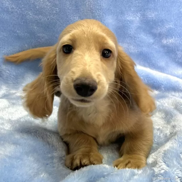 S.Y 様のお迎えした子犬