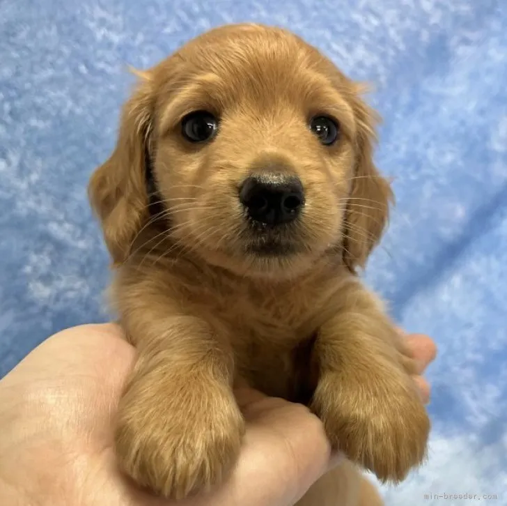 ID：2306-00343の子犬