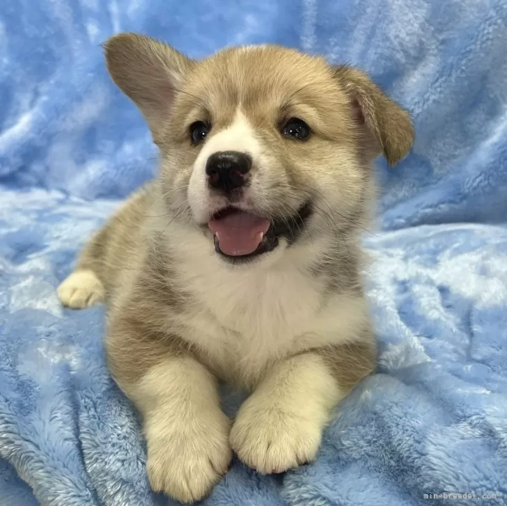 ID：2405-04130の子犬