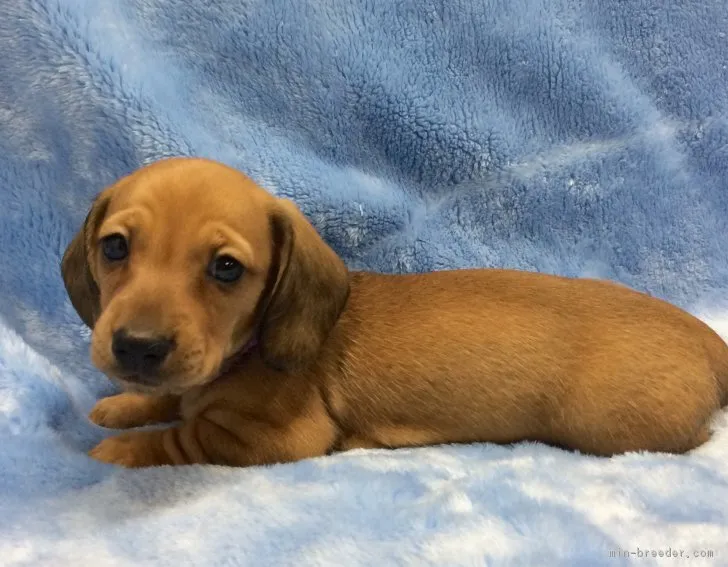 ヨシオ 様のお迎えした子犬