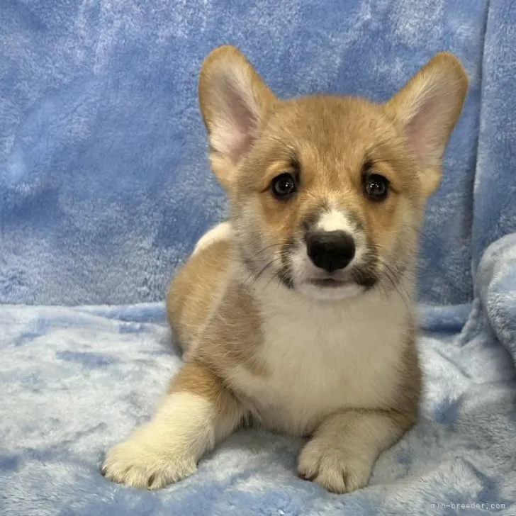 H.A 様のお迎えした子犬