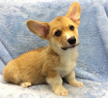 ウェルシュ・コーギー・ペンブローク【大阪府・男の子・2017年5月26日・レッド&ホワイト】の写真「可愛い男の子☆」