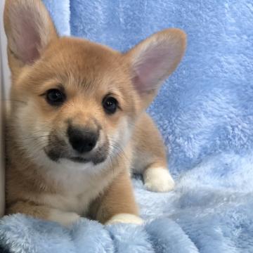 ウェルシュ・コーギー・ペンブローク【大阪府・女の子・2022年10月8日・レッド&ホワイト】の写真「可愛いレッドの女の子」