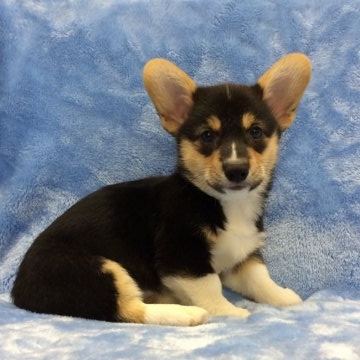 ウェルシュ・コーギー・ペンブローク【大阪府・女の子・2017年4月11日・トライカラー(ブラック&タン&ホワイト)】の写真「フレンドリーな女の子♪♪」