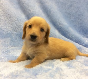 ミニチュアダックスフンド(ロング)【大阪府・女の子・2017年6月24日・ゴールド】の写真「優しいお顔の女の子。」