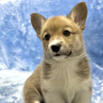 ウェルシュ・コーギー・ペンブローク【大阪府・女の子・2023年11月20日・レッド&ホワイト】の写真「可愛いレッド＆ホワイトの女の子」