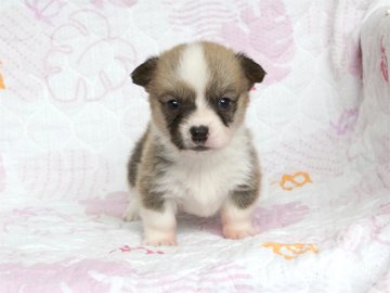 ウェルシュ・コーギー・ペンブローク【大阪府・女の子・2016年5月8日・レッド&ホワイト】の写真「少し小振りなべっぴんさん☆」