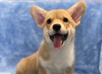 ウェルシュ・コーギー・ペンブローク【大阪府・女の子・2018年3月11日・レッド&ホワイト】の写真「優しいお顔に成長中〜^ ^(ワクチン代込みです)」