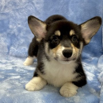 ウェルシュ・コーギー・ペンブローク【大阪府・女の子・2023年8月19日・トライカラー(ブラック&タン&ホワイト)】の写真「しっぽ付き。トライカラーの女の子」