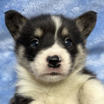 ウェルシュ・コーギー・ペンブローク【大阪府・男の子・2023年11月20日・トライカラー(ブラック&タン&ホワイト)】の写真「可愛いトライカラーの男の子」