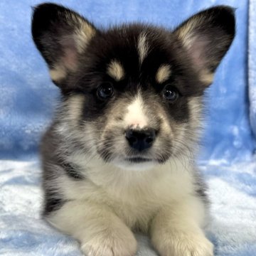 ウェルシュ・コーギー・ペンブローク【大阪府・男の子・2023年11月20日・トライカラー(ブラック&タン&ホワイト)】の写真「可愛いトライカラーの男の子」