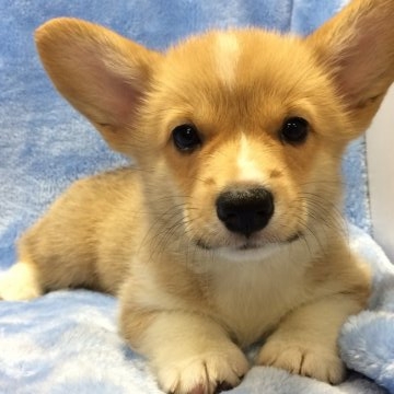 ウェルシュ・コーギー・ペンブローク【大阪府・女の子・2017年4月11日・レッド&ホワイト】の写真「癒し系女子♪段々とコギスマイルも^ ^」