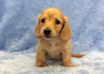 ミニチュアダックスフンド(ロング)【大阪府・男の子・2017年9月7日・ゴールド】の写真「可愛い男の子。」