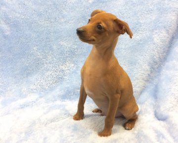 ミニチュアピンシャー【大阪府・男の子・2017年6月22日・レッド】の写真「可愛い男の子」