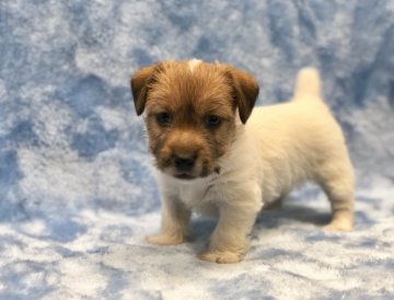 ジャックラッセルテリア【大阪府・女の子・2018年10月16日・タン&ホワイト】の写真「母乳たっぷりコロコロちゃん♪」