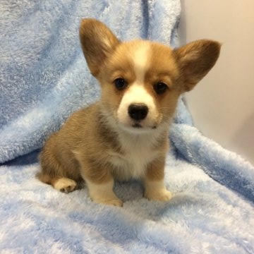 ウェルシュ・コーギー・ペンブローク【大阪府・女の子・2017年1月6日・レッド&ホワイト】の写真「可愛い女の子^ ^♡」