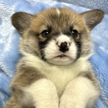 ウェルシュ・コーギー・ペンブローク【大阪府・男の子・2024年2月18日・レッド&ホワイト】の写真「可愛いレッド＆ホワイトの男の子」