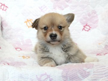 ウェルシュ・コーギー・ペンブローク【大阪府・男の子・2016年4月1日・レッド&ホワイト】の写真「茶色くん♪」