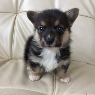 ウェルシュ・コーギー・ペンブローク【大阪府・女の子・2016年10月8日・ブラック&タン&ホワイト(トライ)】の写真「優しいお顔の元気な女の子♪」