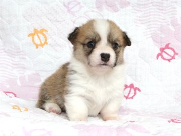 ウェルシュ・コーギー・ペンブローク【大阪府・女の子・2016年5月8日・レッド&ホワイト】の写真「可愛い女の子☆」