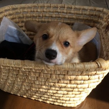 ウェルシュ・コーギー・ペンブローク【大阪府・男の子・2016年12月27日・レッド&ホワイト】の写真「男前(*´꒳`*)♡」