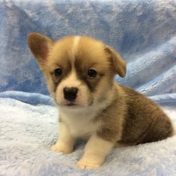 ウェルシュ・コーギー・ペンブローク【大阪府・女の子・2017年1月6日・レッド&ホワイト】の写真「可愛い女の子^ ^♡」