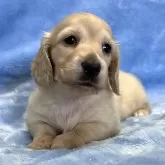 ミニチュアダックスフンド(ロング)【大阪府・女の子・2024年10月1日・イエロー】の写真1