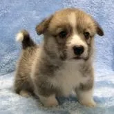 ウェルシュ・コーギー・ペンブローク【大阪府・男の子・2022年11月4日・レッド&ホワイト】の写真1