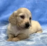 ミニチュアダックスフンド(ロング)【大阪府・女の子・2024年10月1日・イエロー】の写真3