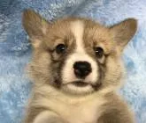 ウェルシュ・コーギー・ペンブローク【大阪府・男の子・2022年11月4日・レッド&ホワイト】の写真4