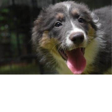 ボーダーコリー【三重県・女の子・2025年3月20日・ブルータン】の写真「パパがニュージーランド輸入犬」