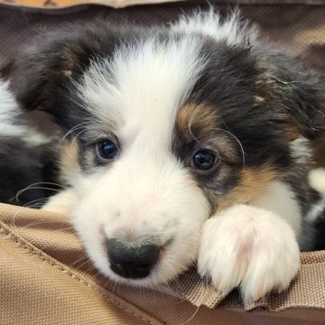 ボーダーコリー【三重県・男の子・2024年9月27日・トライカラー】の写真「パパがニュージーランド輸入犬」