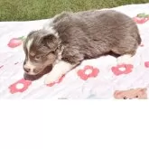 ボーダーコリー【三重県・男の子・2025年3月20日・イザベラタン】の写真3