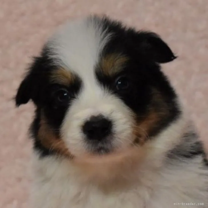 N.I 様のお迎えした子犬
