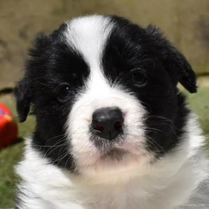 ID:2404-00788の子犬