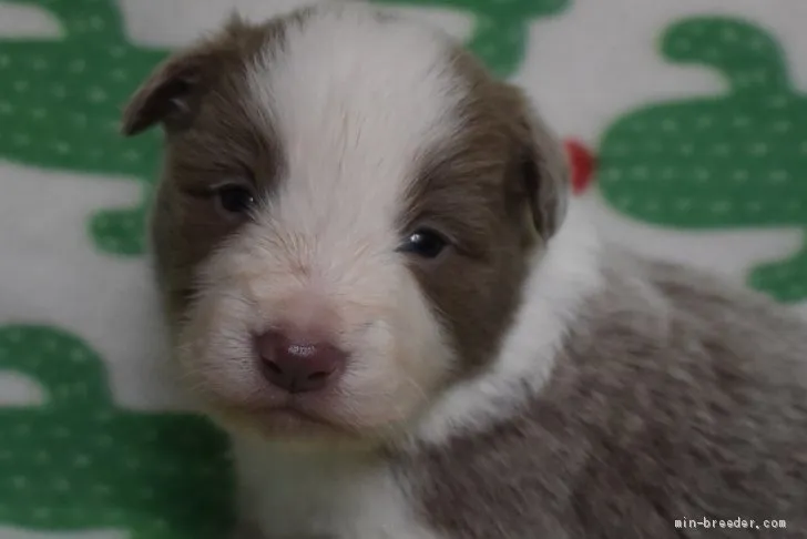 まる 様のお迎えした子犬