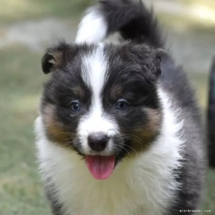 T.S 様のお迎えした子犬