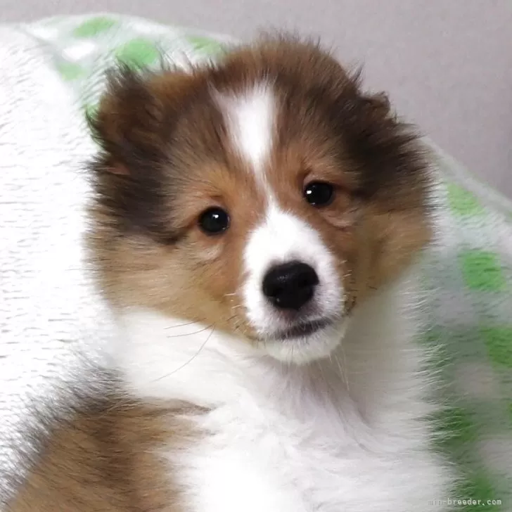 ID：2506-07810の子犬