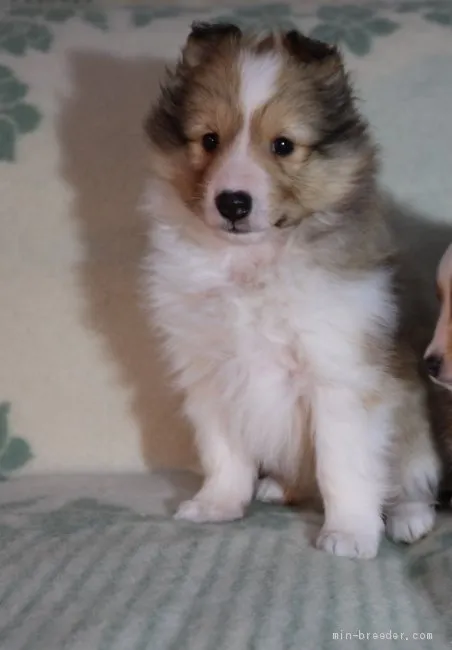 ID：1912-03113の子犬