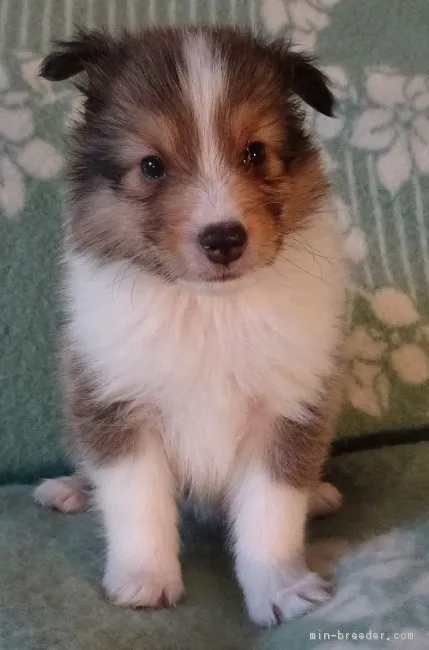 ID:1806-01303の子犬