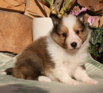 シェットランドシープドッグ【神奈川県・男の子・2016年1月2日・セーブル&ホワイト】の写真「兄弟仲良く元気に育っています」