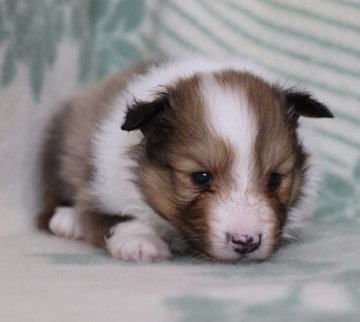 シェットランドシープドッグ【神奈川県・男の子・2019年3月28日・セーブル&ホワイト】の写真「4匹兄妹の三男君です」