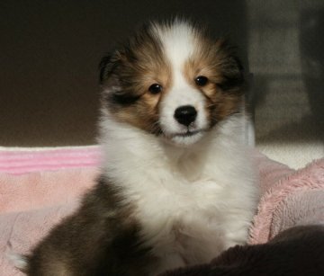 シェットランドシープドッグ【神奈川県・女の子・2016年10月15日・セーブル&ホワイト】の写真「派手な柄の綺麗な子です」