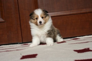 シェットランドシープドッグ【神奈川県・男の子・2016年1月2日・セーブル&ホワイト】の写真「顔が綺麗でしょ」