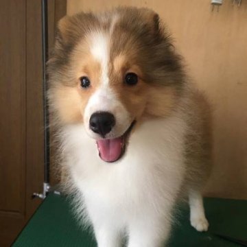 シェットランドシープドッグ【神奈川県・女の子・2017年5月11日・セーブル&ホワイト】の写真「兄妹の中でも一番おチビちゃんです」