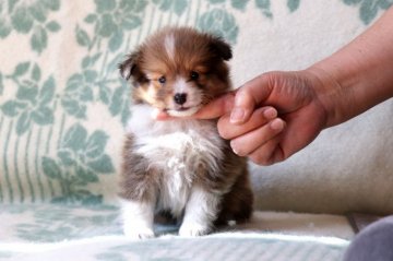 シェットランドシープドッグ【神奈川県・女の子・2020年9月25日・セーブル&ホワイト】の写真「小粒です、優しいママからの子です」