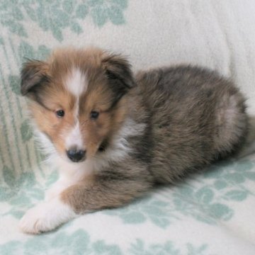 シェットランドシープドッグ【神奈川県・男の子・2023年7月30日・セーブル&ホワイト】の写真「食欲満点健康満点です」