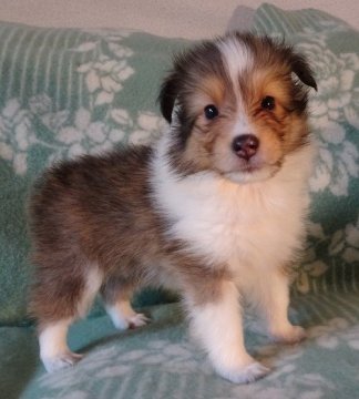 シェットランドシープドッグ【神奈川県・女の子・2018年5月7日・セーブル&ホワイト】の写真「お母さん譲りの優しい子」